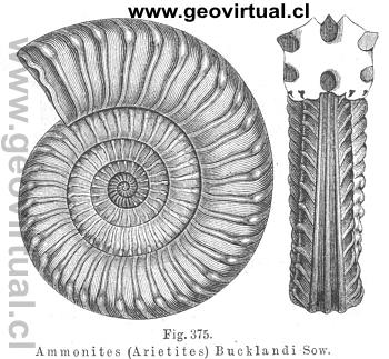 Arietites Bucklandi de Hermann Credner