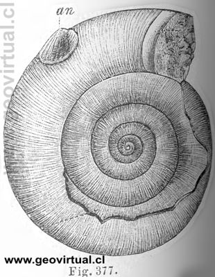 Psiloceras Planorbis (Credner, 1891)
