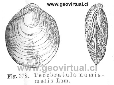 Cincta Numismalis = terebr�tula numismalis Lam. (Credner, 1891)