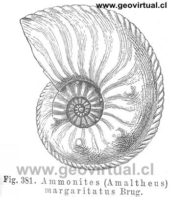 Amaltheus Margaritatus Brug. (Credner, 1891)