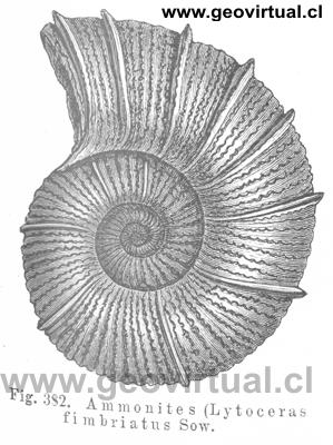 Lytoceras fimbriatus