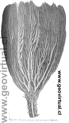 Pentacrinus briaroides