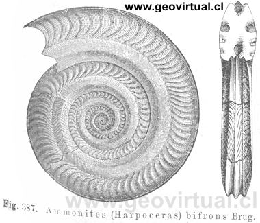 Harpoceras bifrons Brug. (de Credner, 1891)