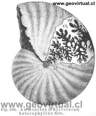 Phylloceras heterophyllus (Credner, 1891)