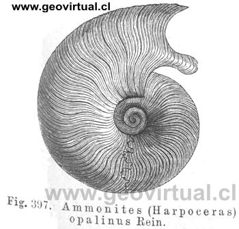 Harpoceras opalinus