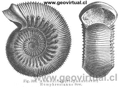 Stepahanoceras Humphresanius