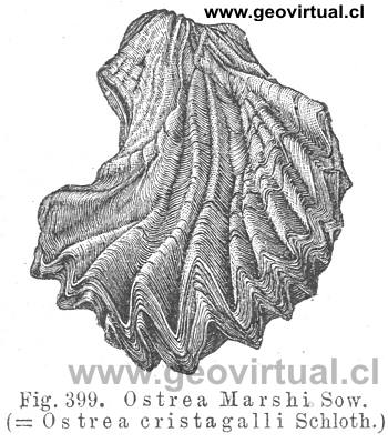 Lopha marshi , ostra, ostrea