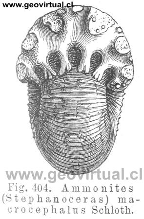 Stephanoceras macrocepalus (Credner, 1891)