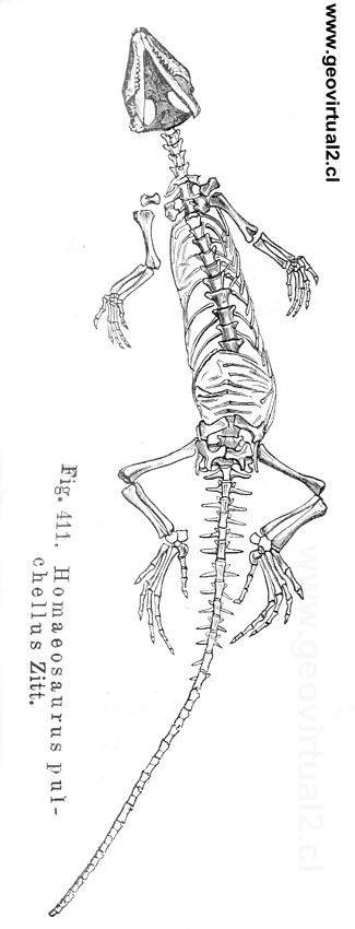 Homoeosaurus, Homaeosaurus pulchellus Zitt. (Credner, 1891)
