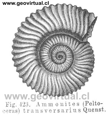 Peltoceras transversarius Quenst. (Credner, 1891)