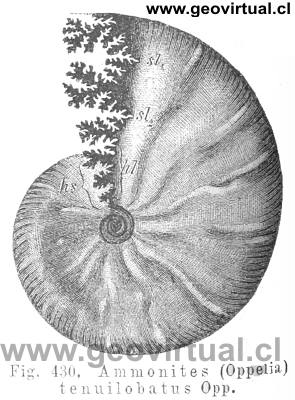 Oppelia (Credner, 1891)