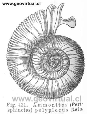 Perisphinctes Polyplocus Rein. (Credner, 1891)