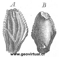 Dientes del iguanodon