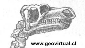 Craneo del iguanodon