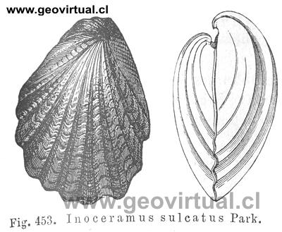 Inoceramus sulcatus