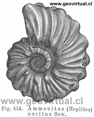 Hoplites auritus Sow. (Credner, 1891)