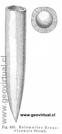Belemnites Brunswicensis Stromb. (Credner, 1891)