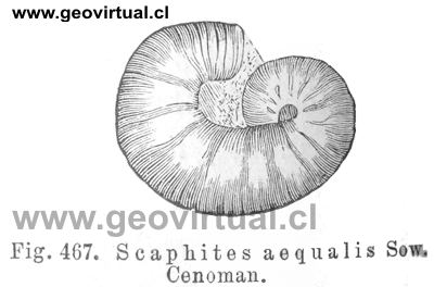 Scaphites de Credner (1891)