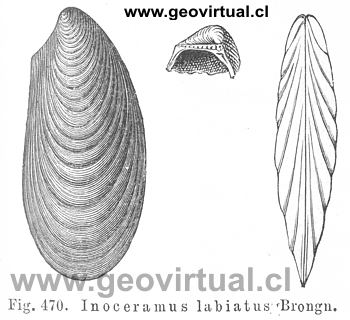 Inoceramus labiatus
