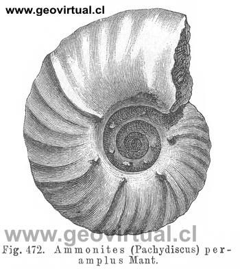 Pachydiscus peramplus Mant. (Credner, 1891)
