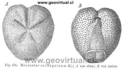 Micraster coranguinum