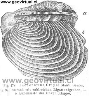 Inocermos cripsi