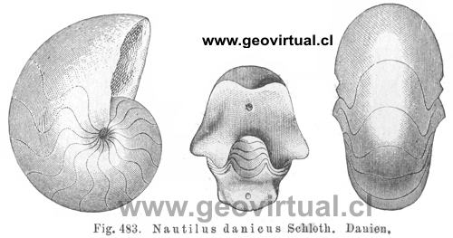 Nautilus danicus (Credner, 1891)
