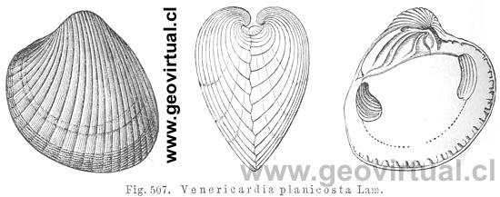 Venericardia planicosta