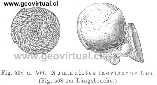 Hermann Credner: Nummulites laevigus