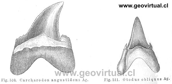 Dientes de tiburones (Credner, 1891)