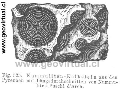 Foraminiferas de Hermann Credner (1891)