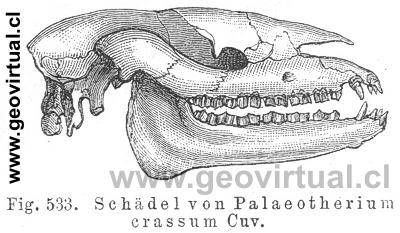 Palaeotherium crassum Cuv. (Credner, 1891)