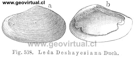 Leda Deshayesiana Duch. o Nuculana