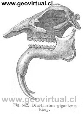 Dinotherium giganteum Kaup. (Credner, 1891) - Deinotherium