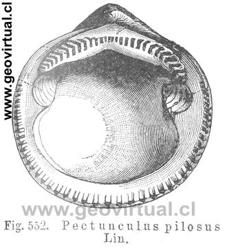 Pectunculus pilosus - glycymeris