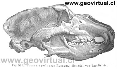 Ursus spelaeus Rosenm. (Credner, 1891)