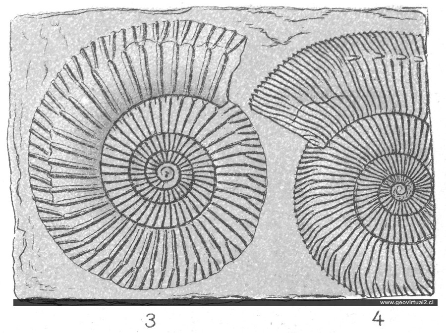 Dactylioceras de Fraas