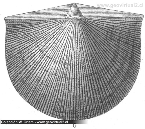 Streptorhynchus umbraculum de Fraas 1910