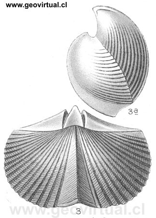 Spirifer carinatus (Brachyspirifer carinatus), Fraas 1910