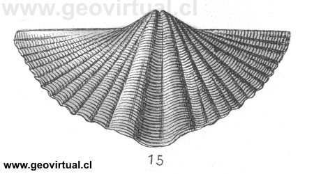 Pterospirifer (Spirifer) alatus de Fraas, 1910
