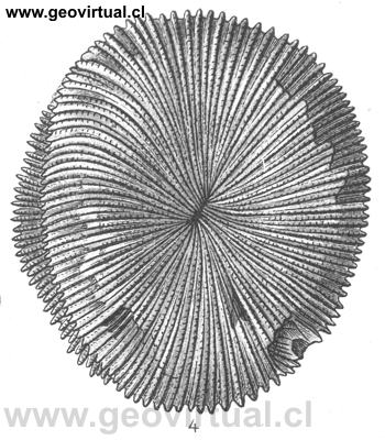 Montlivaltia helianthoides de Fraas, 1910