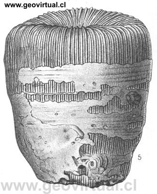 Montlivaltia obconica de Fraas, 1910