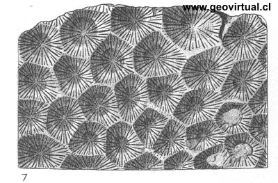 Isastraea helianthoides crassiseptata de Fraas, 1910