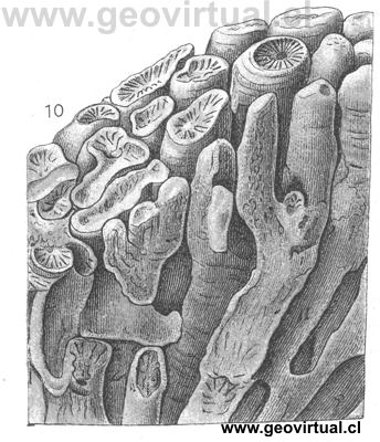 Lithodendron clathratum = Retiophyllia clathrata de Fraas 1910
