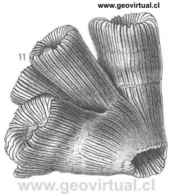 Thecosmilia trichtomum (Fraas, 1910)