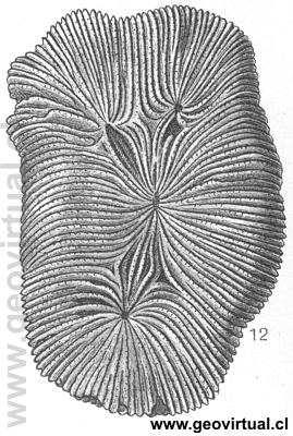 Latiphyllia suevica (Fraas, 1910)