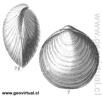 Chatwinothyris subcardinalis una terebratula
