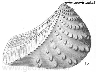 Trigonia clavellata de Fraas, 1910