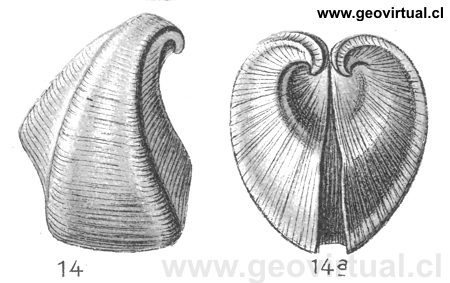Opis cardissoides de Fraas, 1910