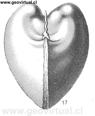 Megalodus triqueter de Fraas, 1910